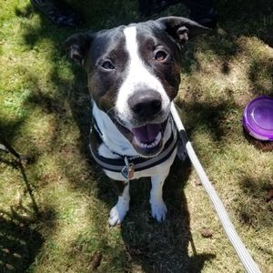 Meet your Posher, Charles